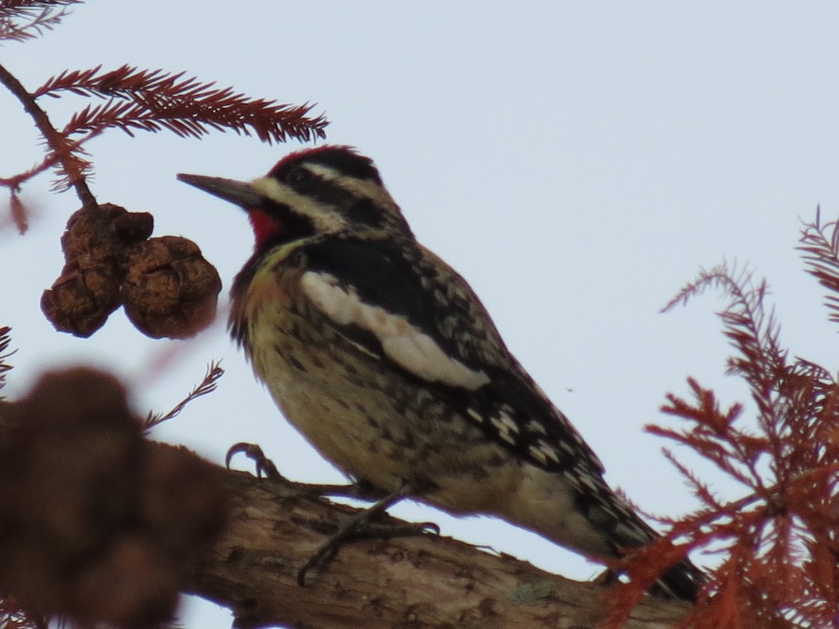 Yellow-bellied Sapsucker - ML393658101