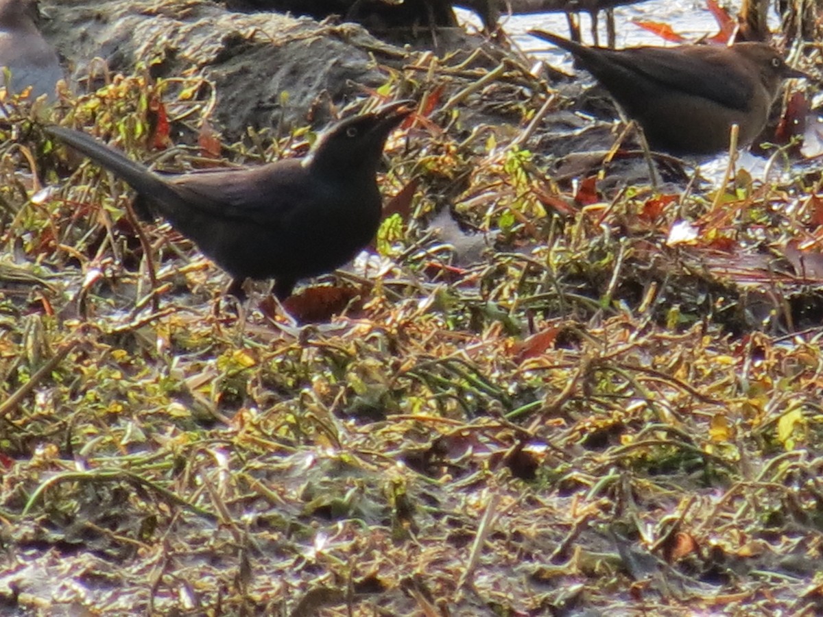 Rusty Blackbird - ML393658271