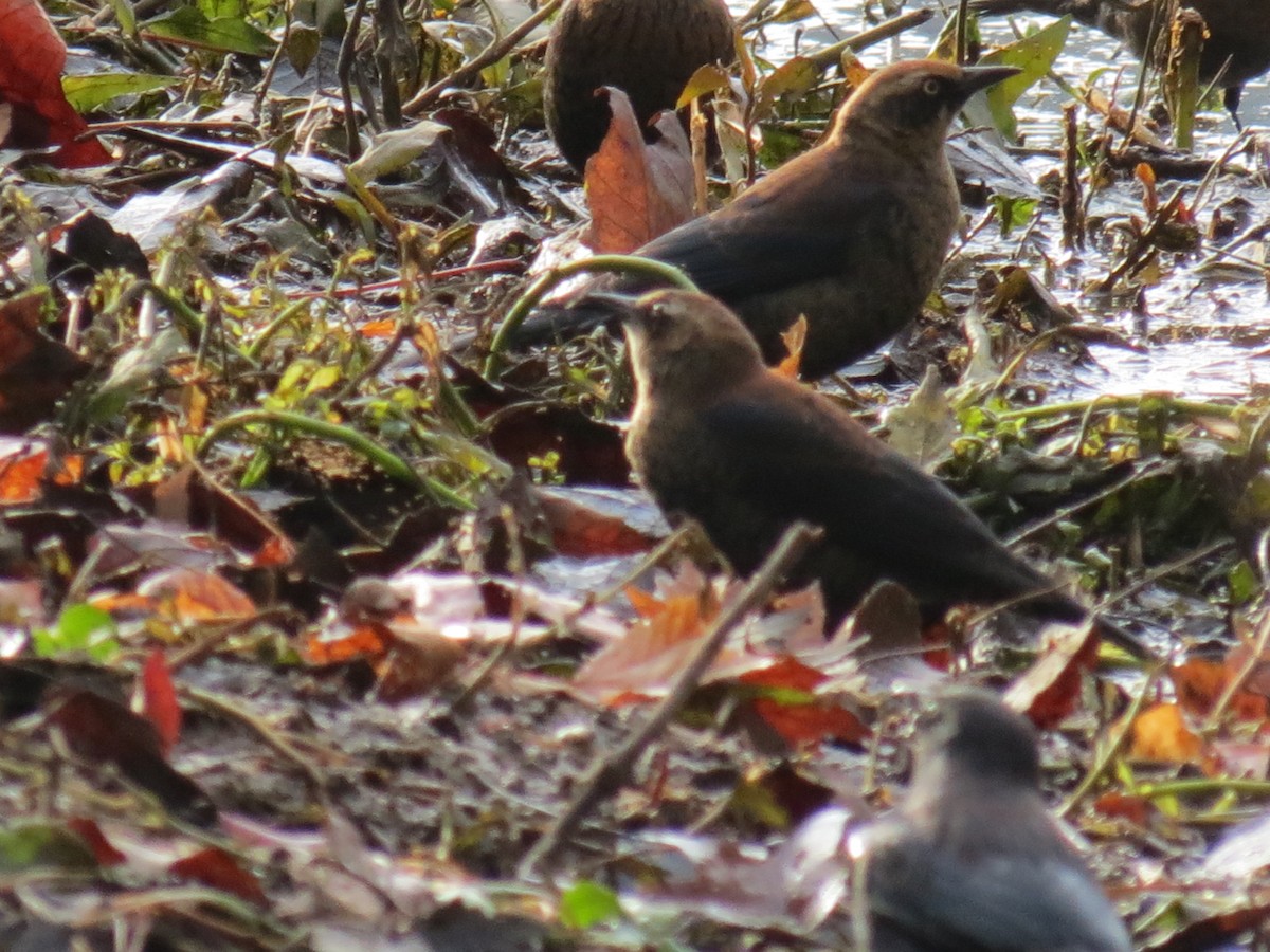 Rusty Blackbird - ML393658311