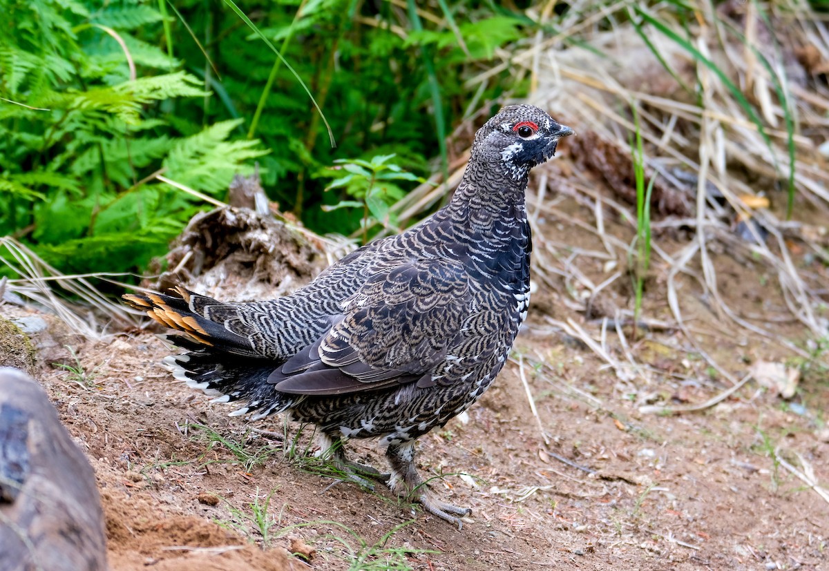 Spruce Grouse - ML393658471