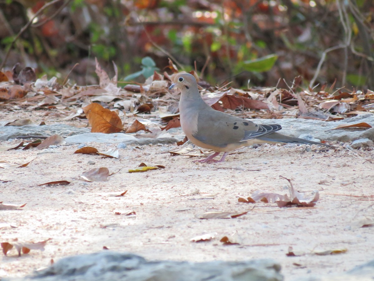 Mourning Dove - ML393659081