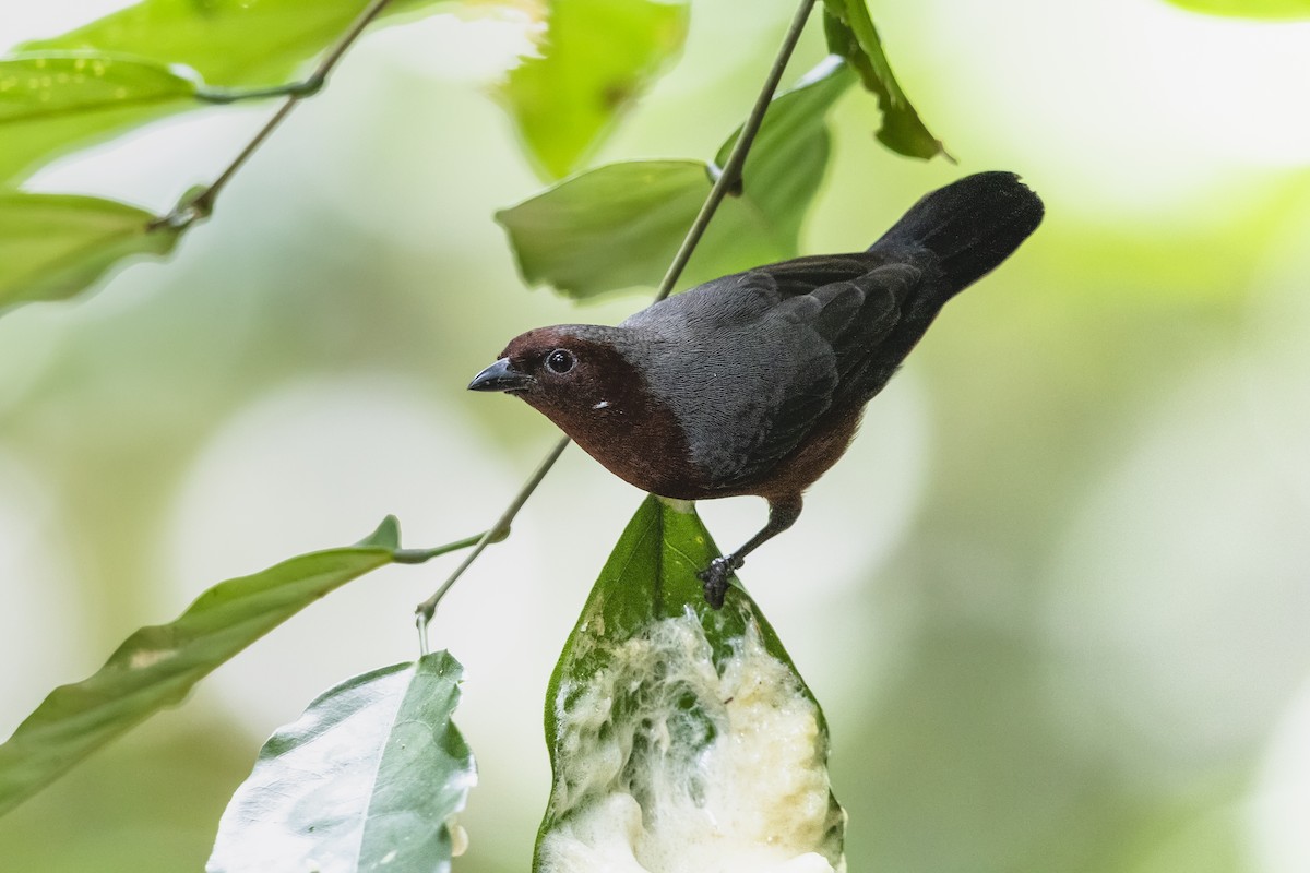 Chestnut-breasted Nigrita - Stefan Hirsch