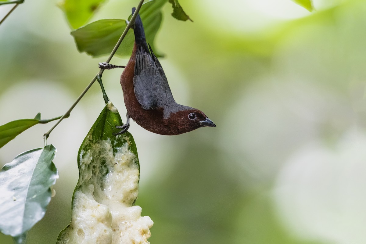 Chestnut-breasted Nigrita - Stefan Hirsch