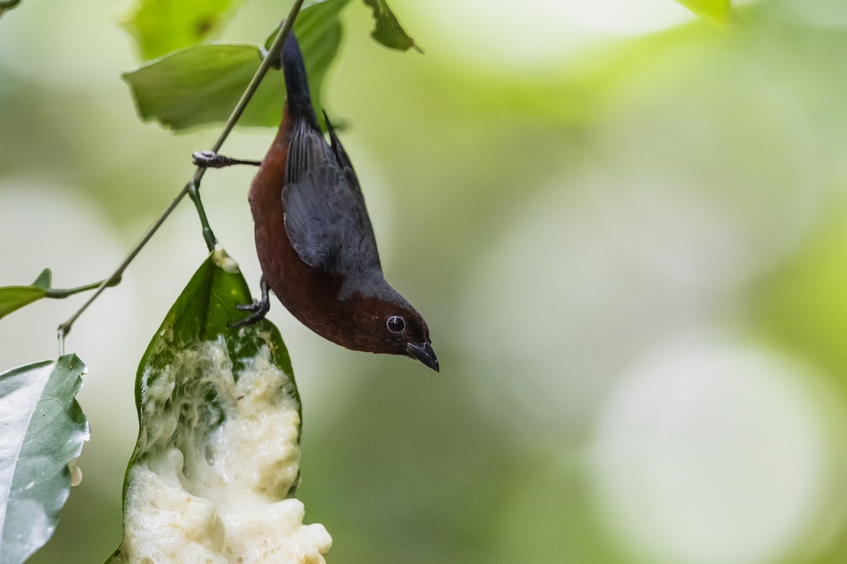 Chestnut-breasted Nigrita - Stefan Hirsch