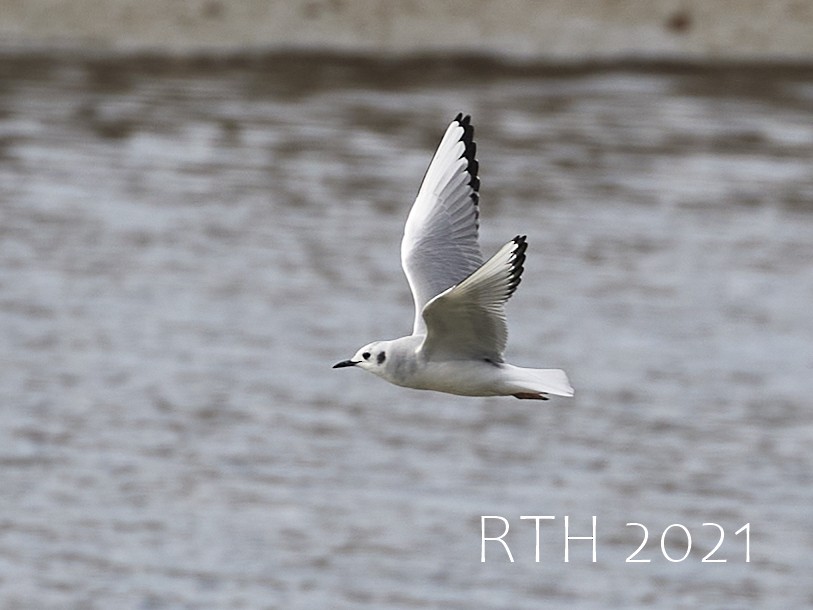 Bonaparte's Gull - ML393661081
