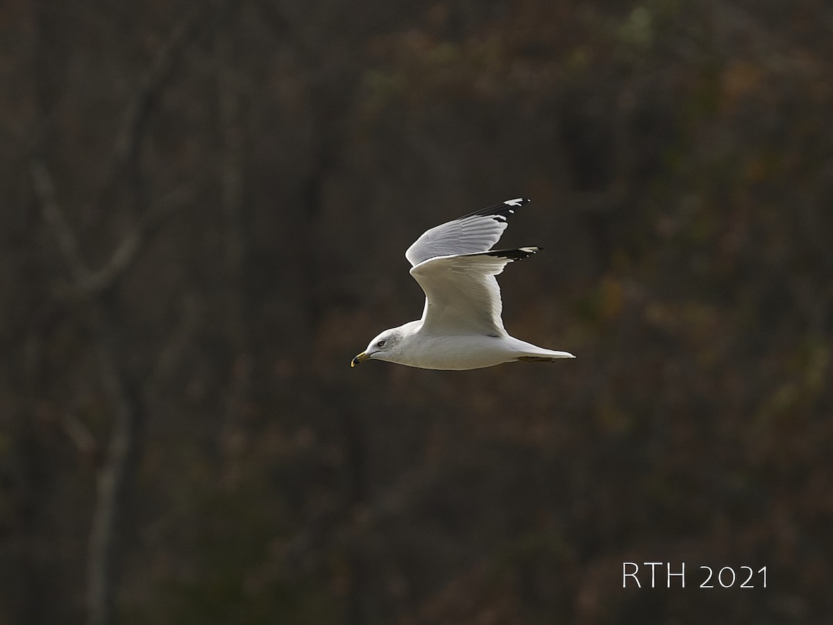 Ring-billed Gull - ML393661171