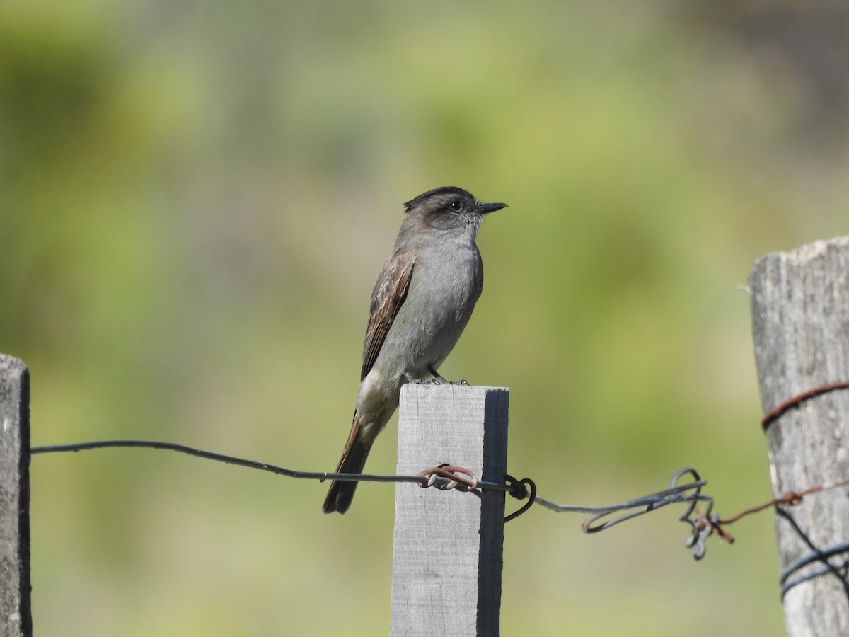 Crowned Slaty Flycatcher - ML393661741