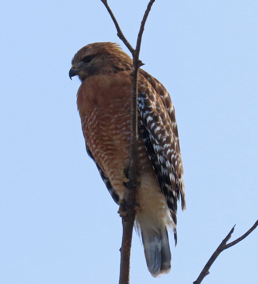 Red-shouldered Hawk - Diane Etchison