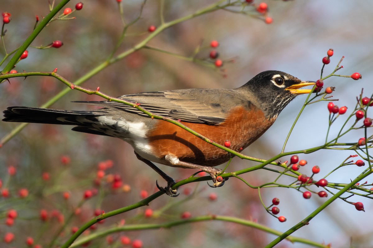 American Robin - Chris McDonald