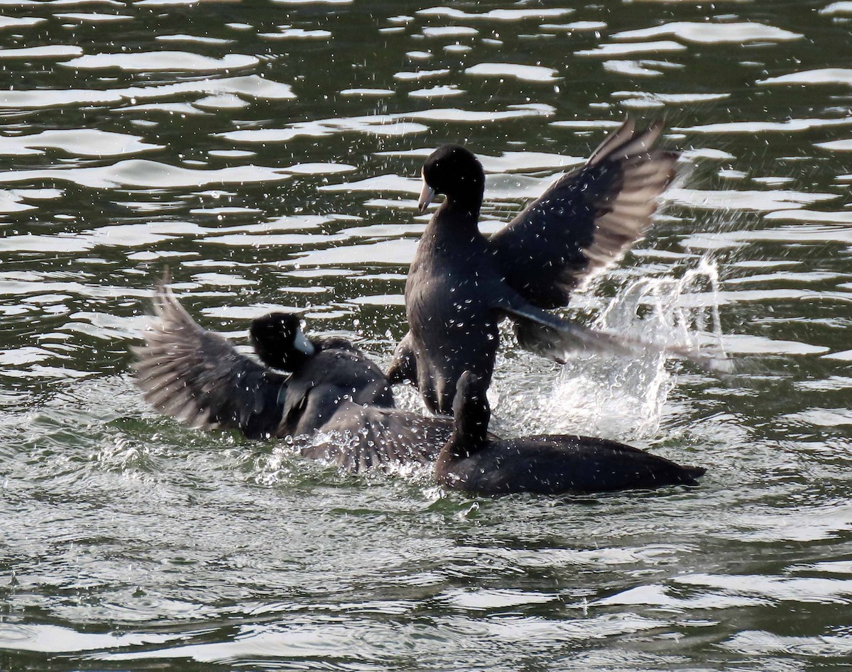 American Coot - ML393664921