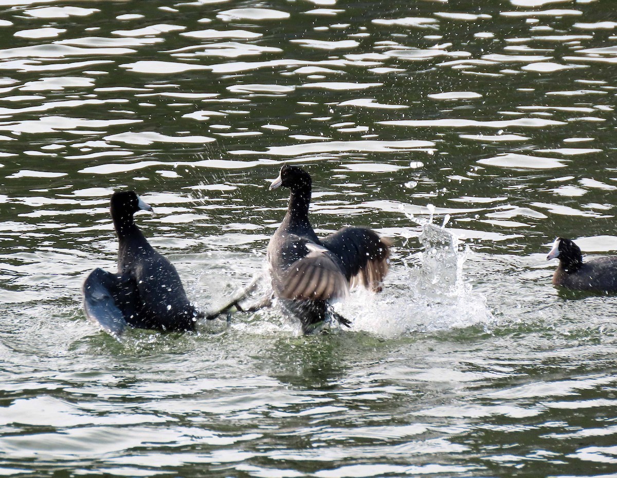 American Coot - ML393664941