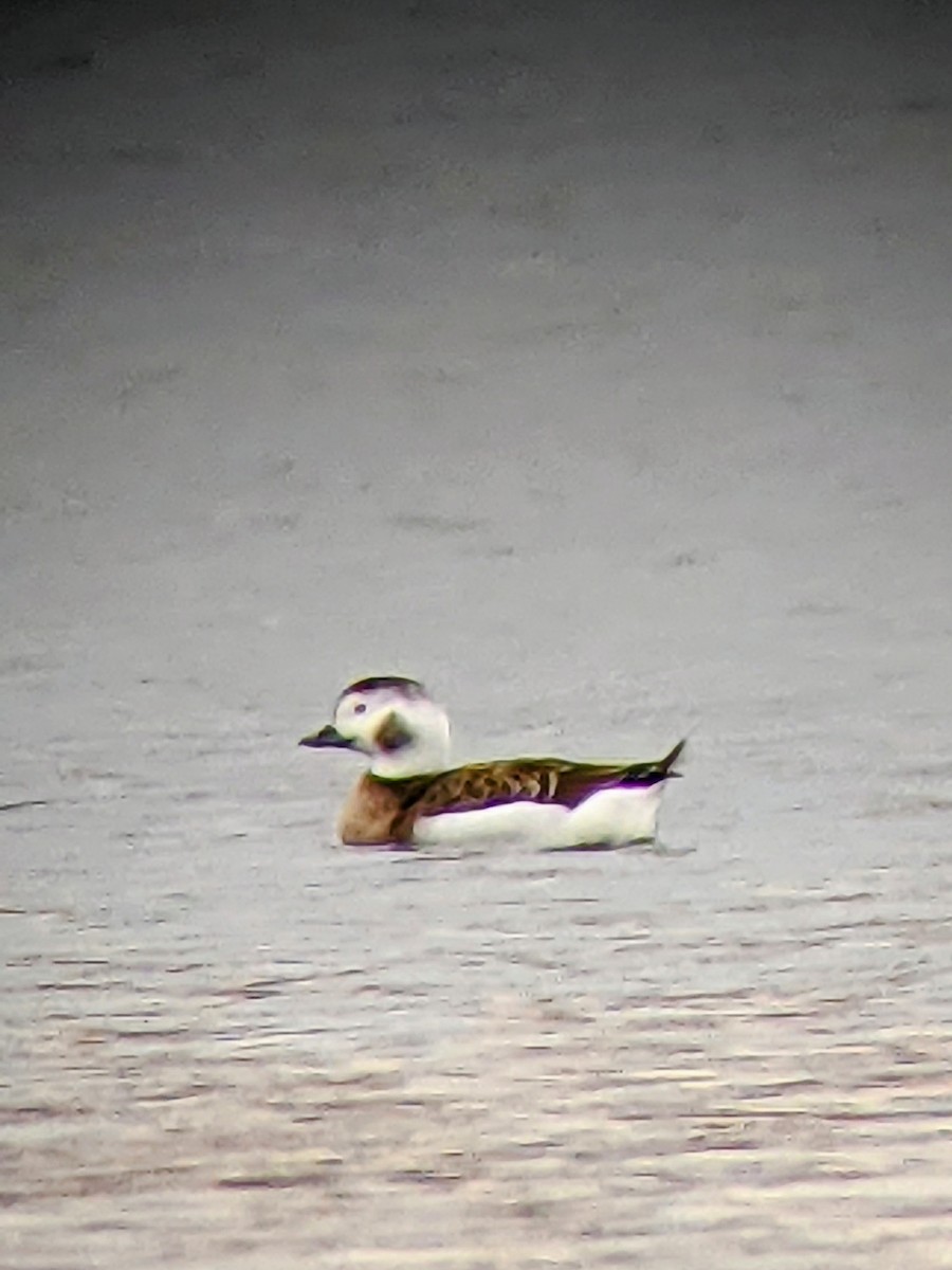 Long-tailed Duck - ML393664971