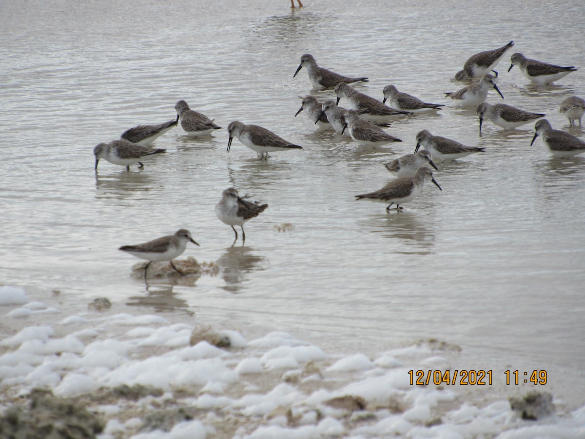 Western Sandpiper - Vivian F. Moultrie