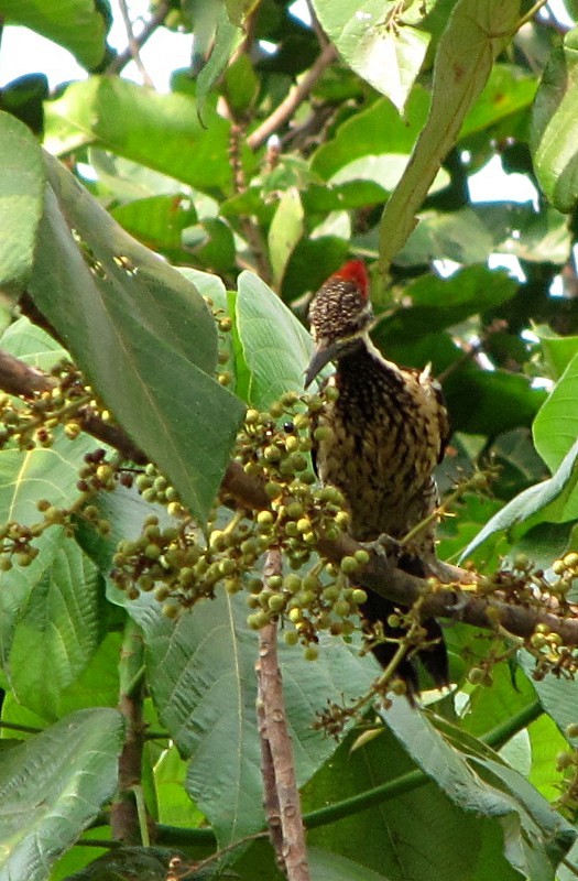 Black-rumped Flameback - Ramit Singal