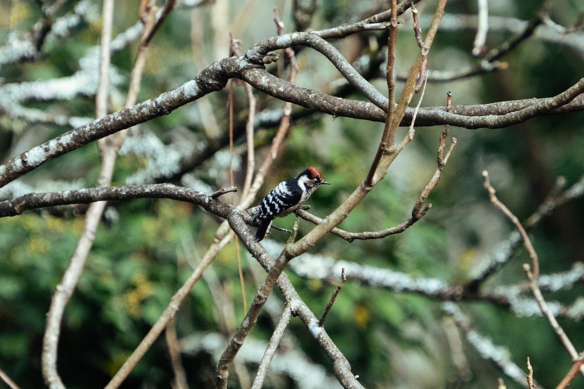 Lesser Spotted Woodpecker - Mª Leonor Santos