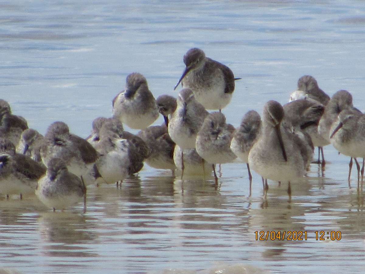 Short-billed/Long-billed Dowitcher - ML393666261