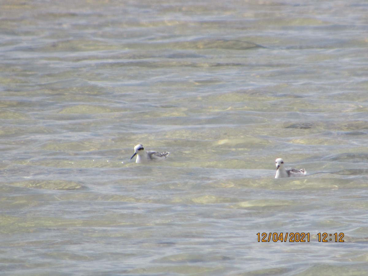 Phalarope à bec étroit - ML393666581