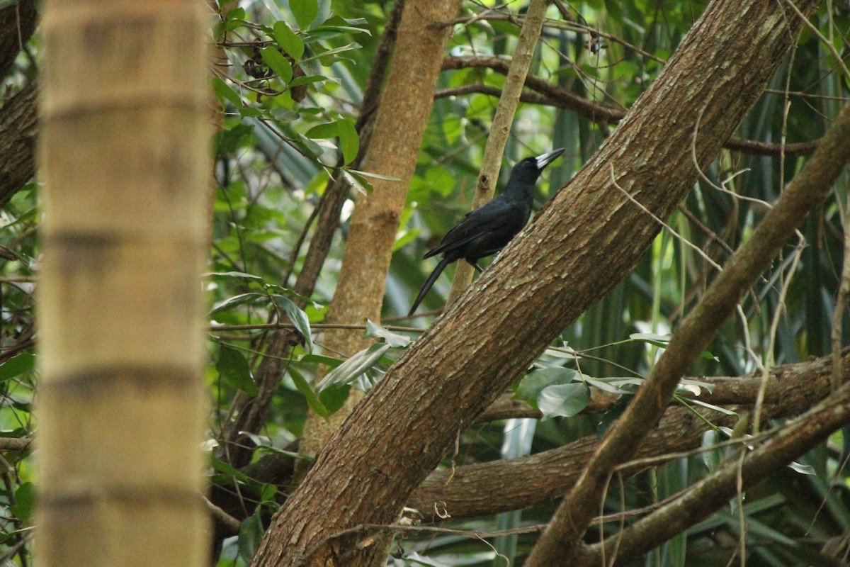 Чёрная флейтовая птица - ML39366691