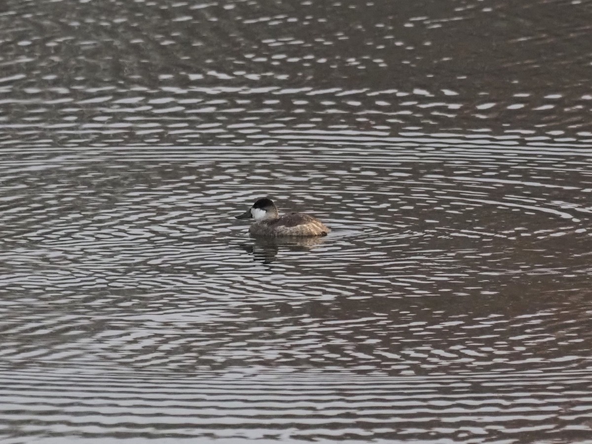 Ruddy Duck - ML393668331