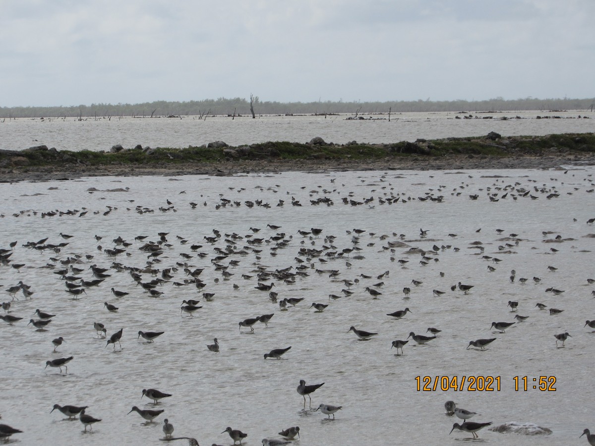 Lesser Yellowlegs - ML393669161