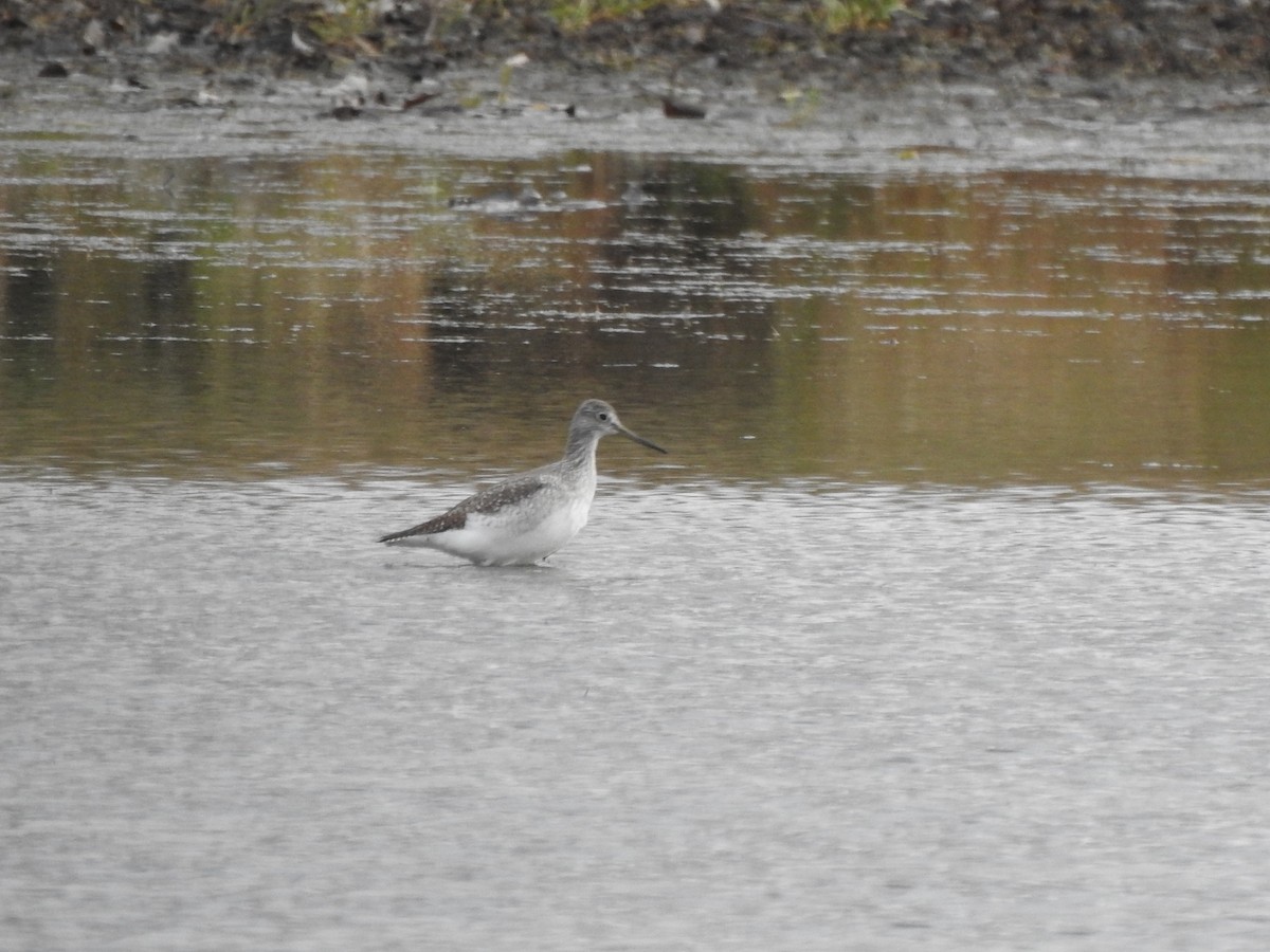 Greater Yellowlegs - ML393671041