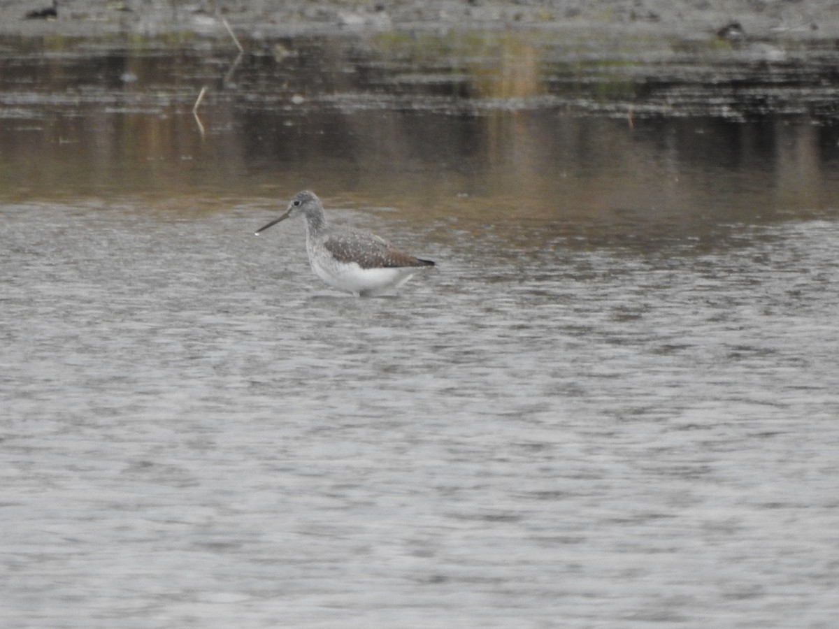 Greater Yellowlegs - ML393671081