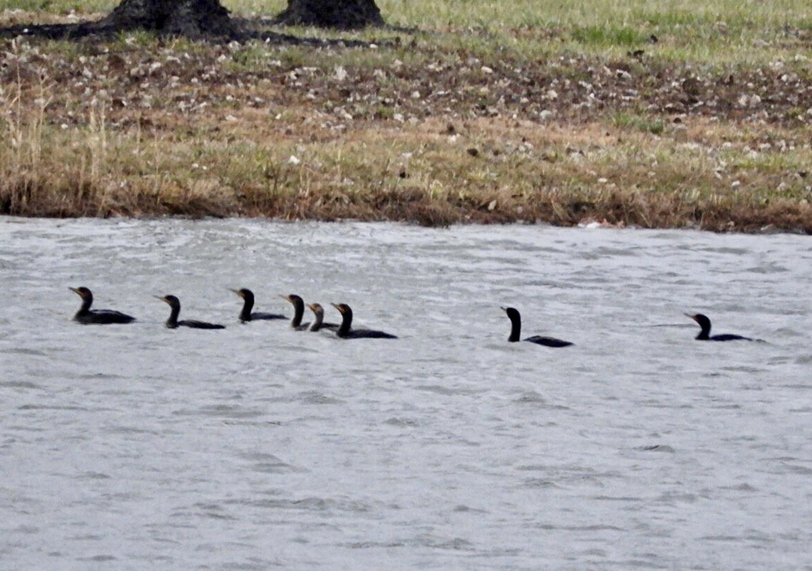 Cormoran à aigrettes - ML393671581