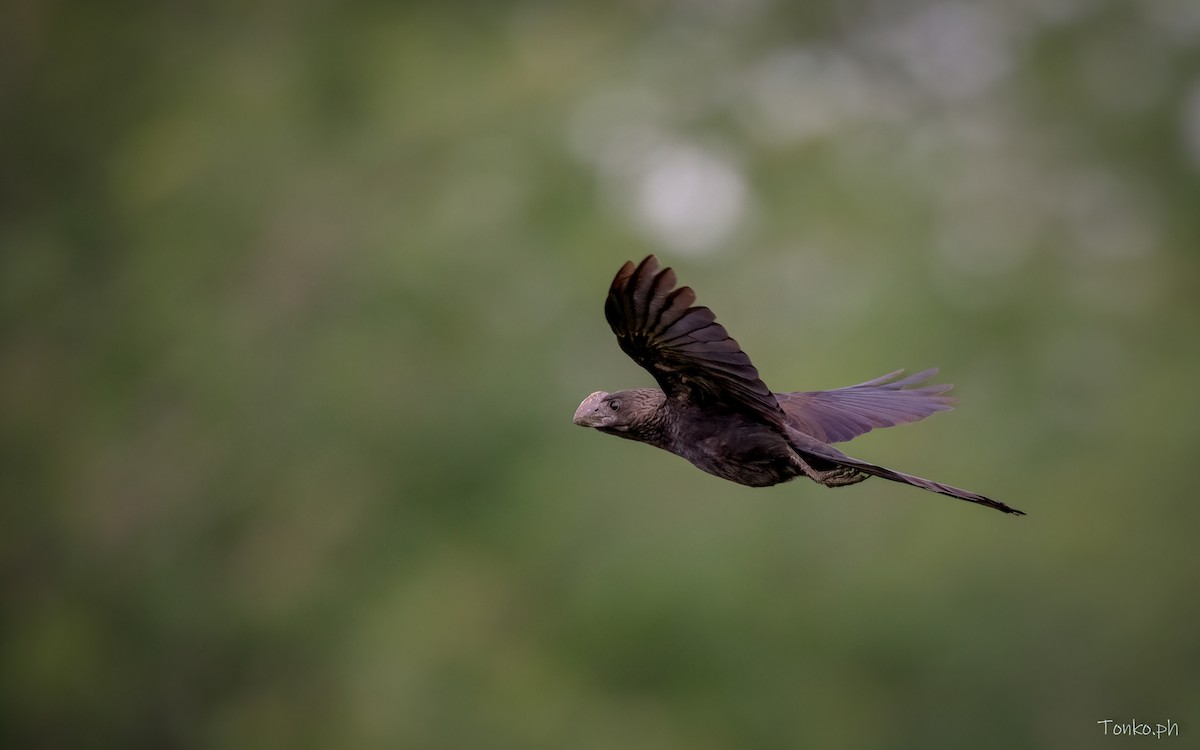 Smooth-billed Ani - ML393674851