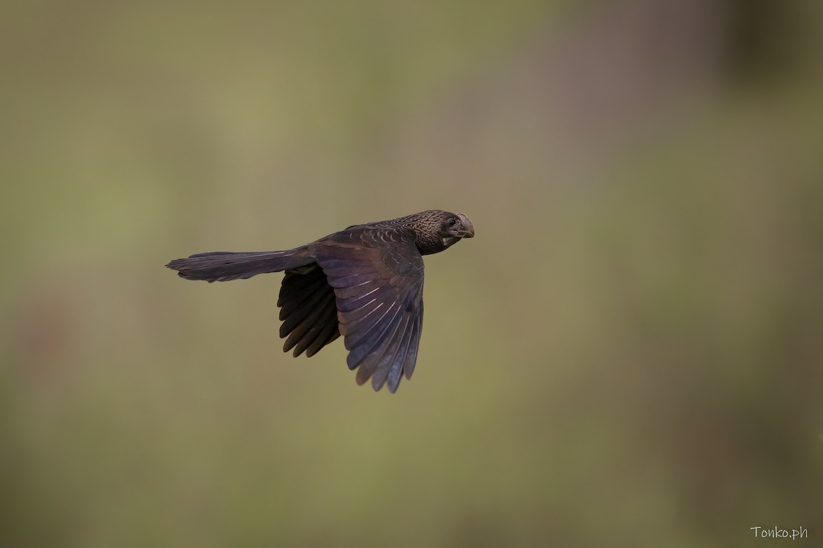 Smooth-billed Ani - ML393674911