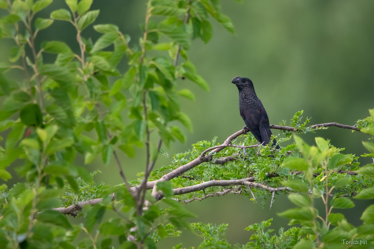 Smooth-billed Ani - ML393674921