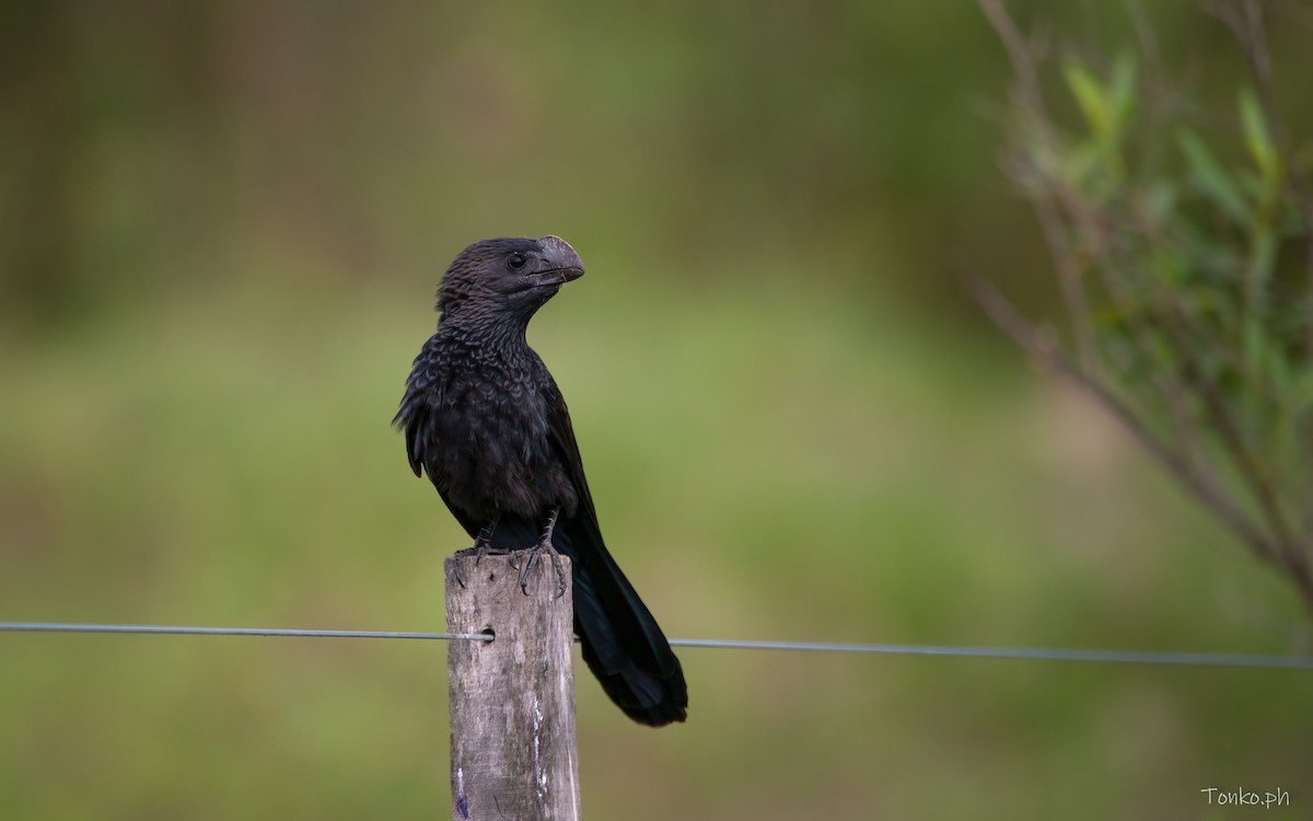 Smooth-billed Ani - ML393674931