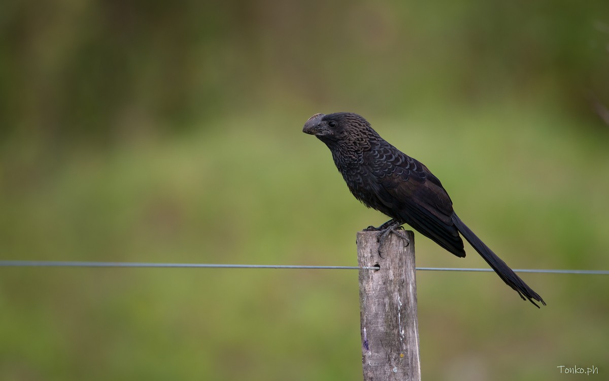 Smooth-billed Ani - ML393674961