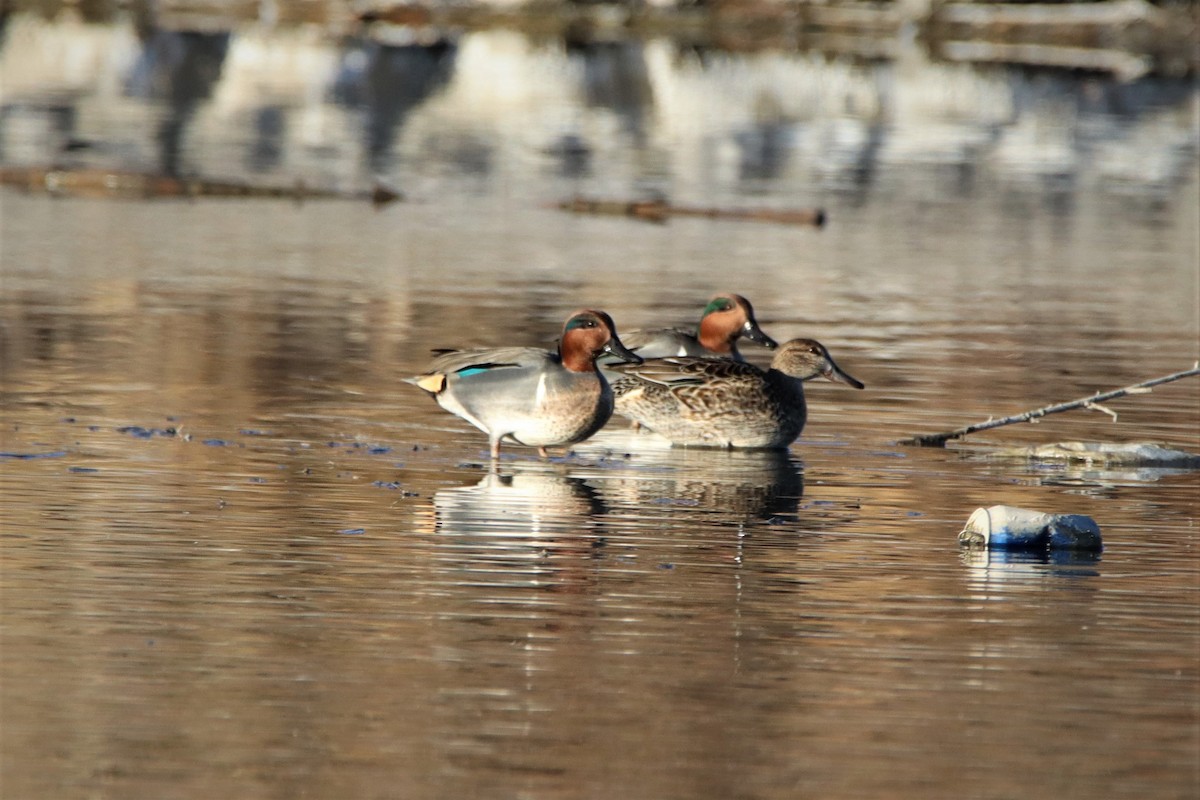 Green-winged Teal - ML393675001