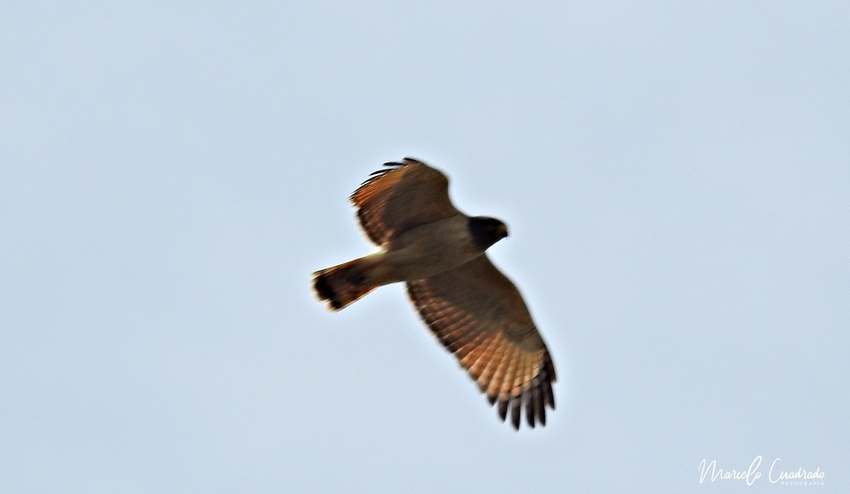 Roadside Hawk - ML393675561