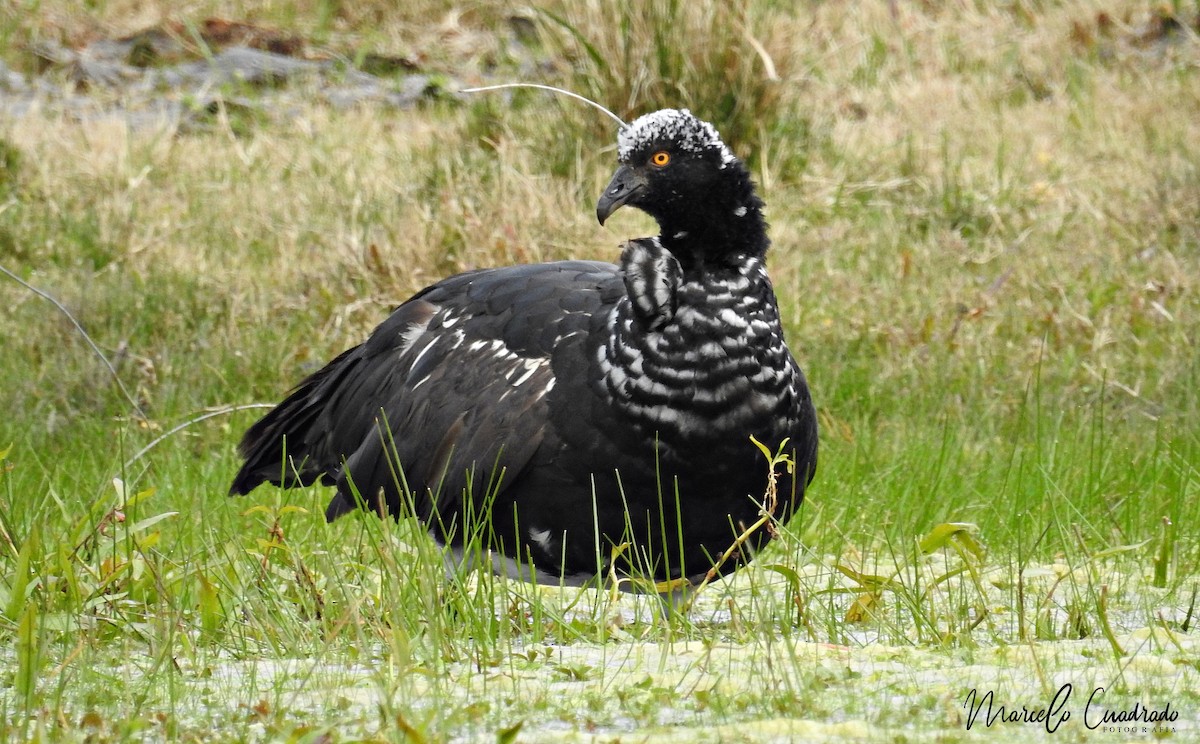 Horned Screamer - ML393675701