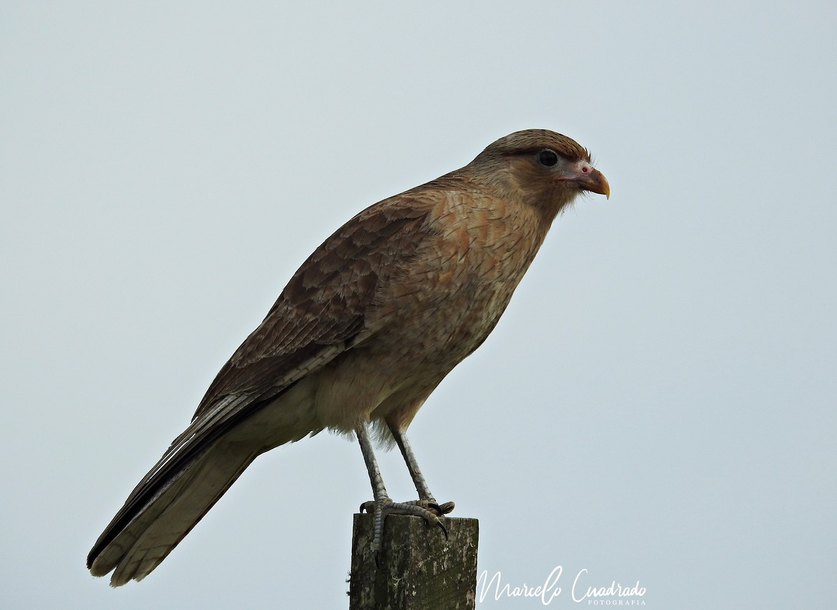 Chimango Caracara - ML393675921