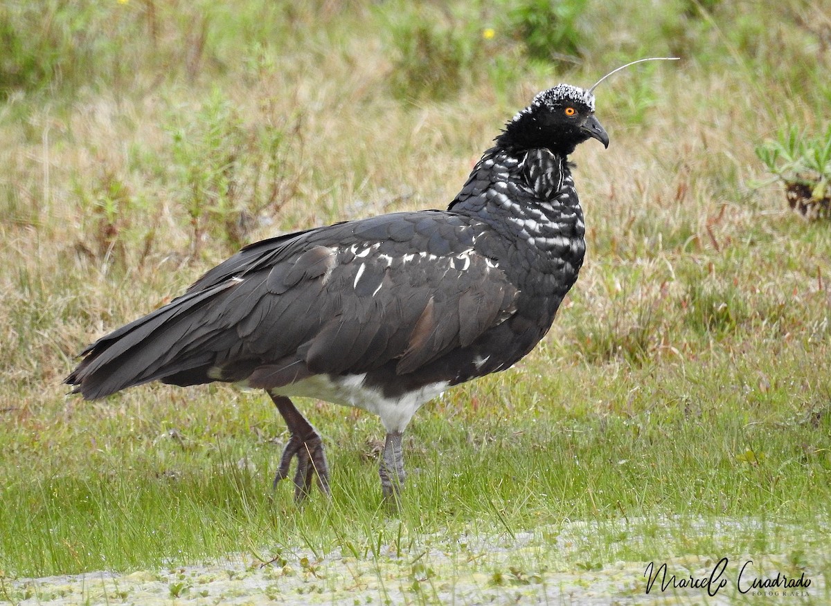 Horned Screamer - ML393676001