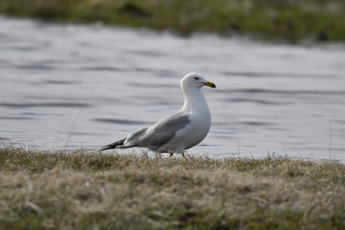 Ring-billed Gull - Liz Ramsey