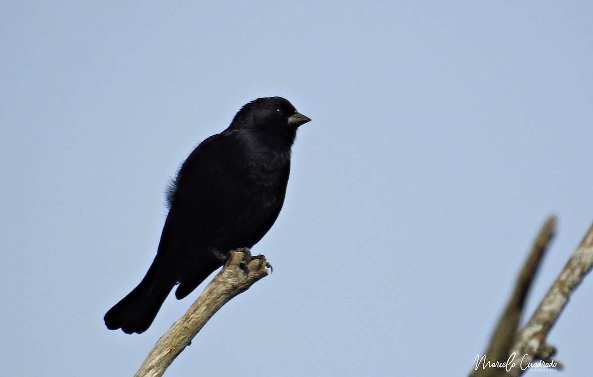 Screaming Cowbird - ML393676521