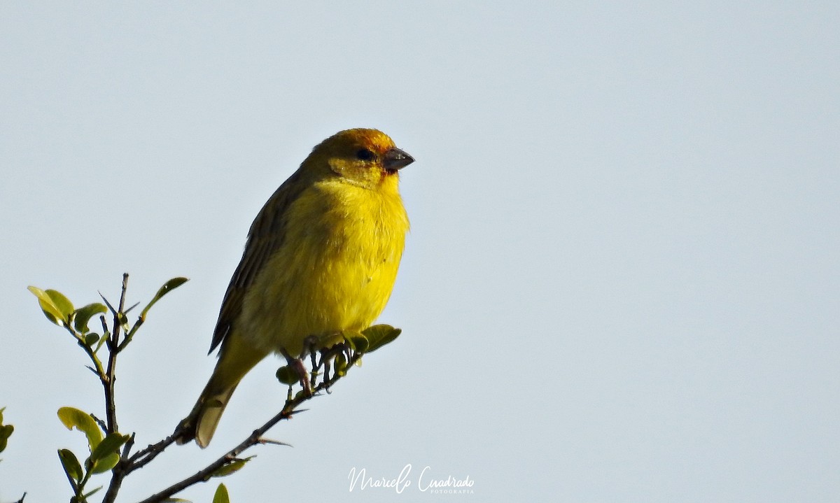 Saffron Finch - ML393676701