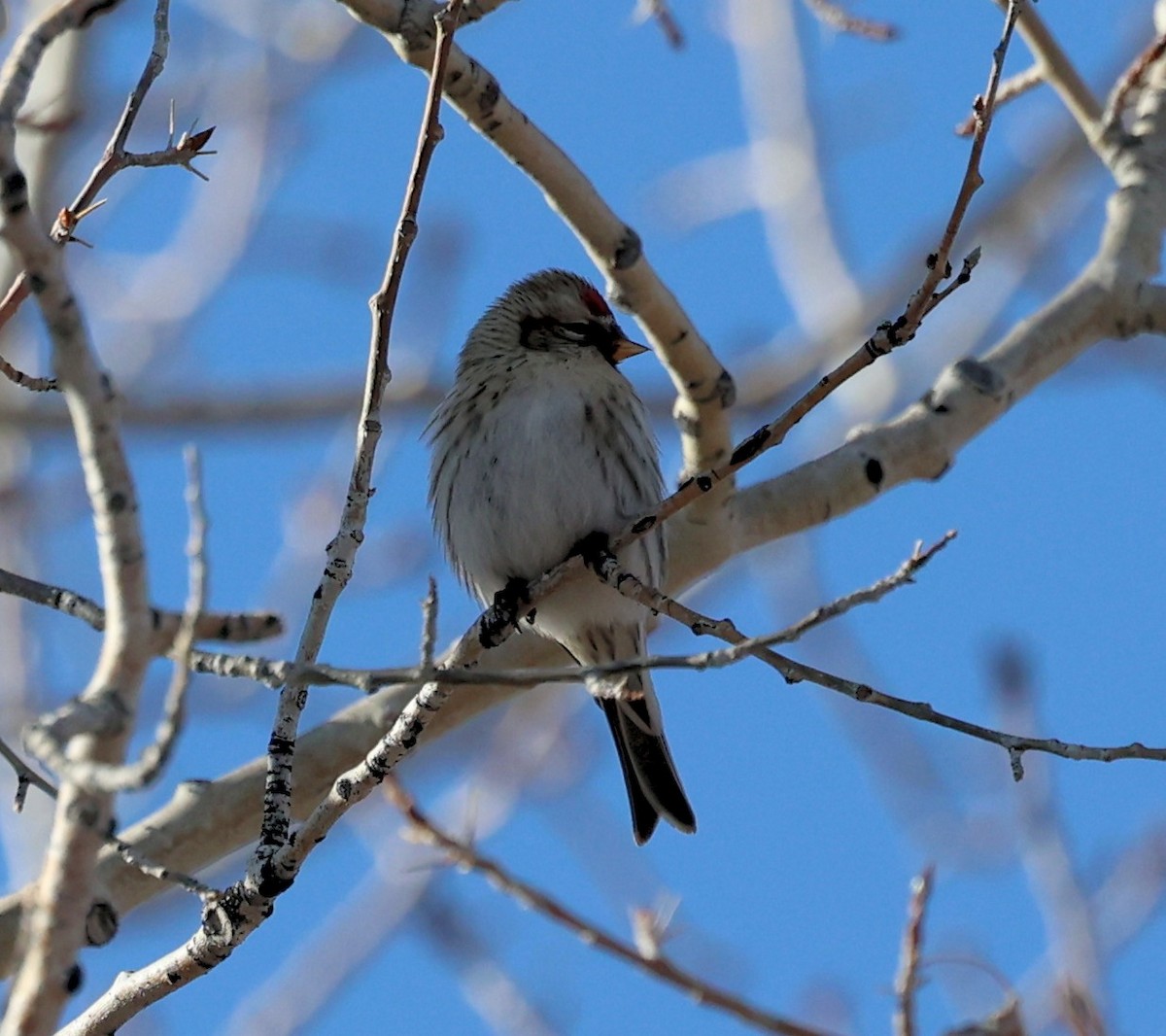 Common Redpoll - ML393678091