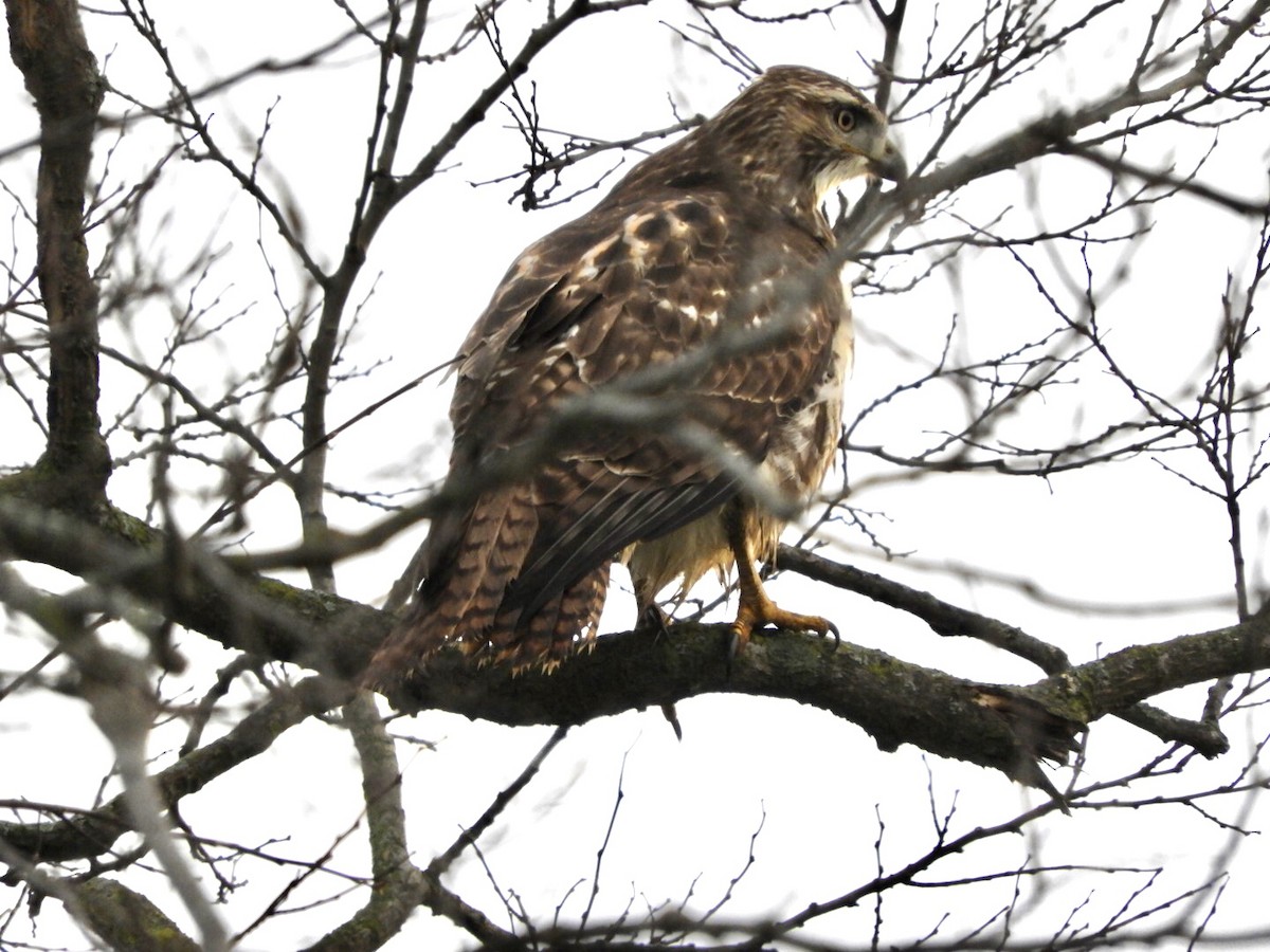 Red-tailed Hawk - Lois Rockhill