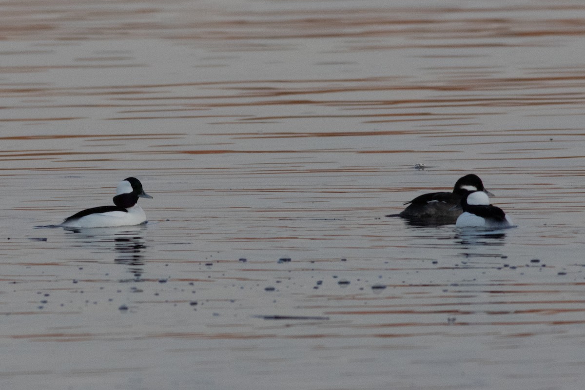 Bufflehead - ML393679121