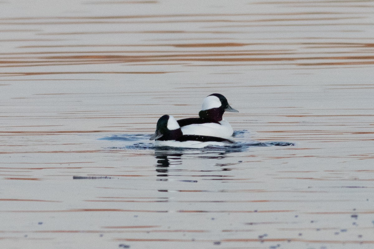 Bufflehead - ML393679141