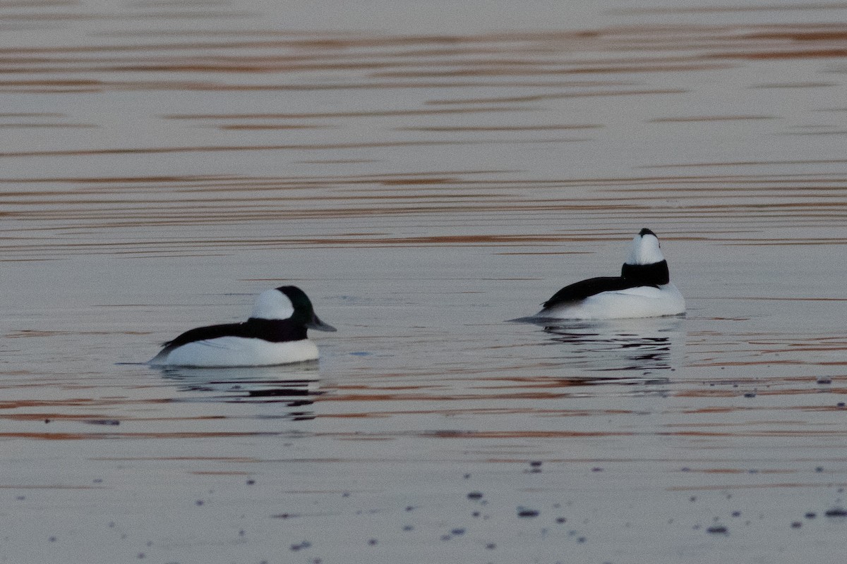 Bufflehead - ML393679161