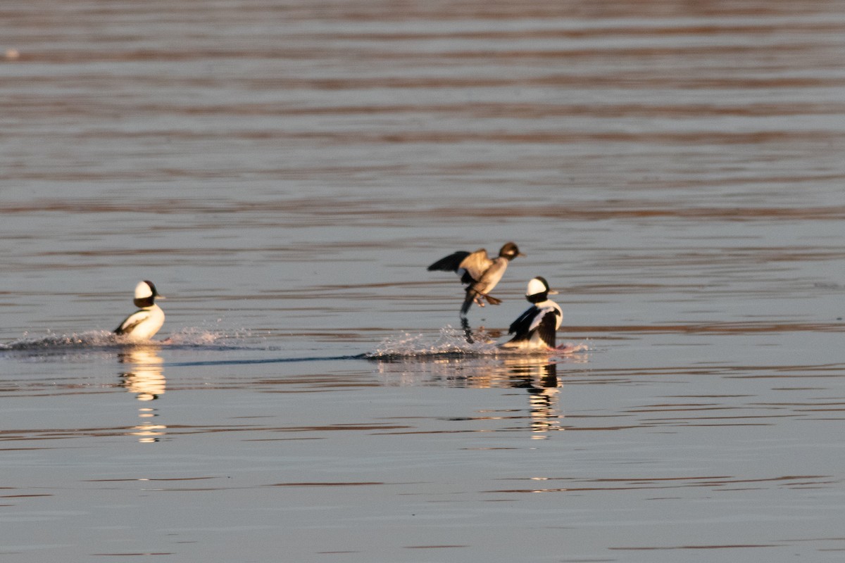 Bufflehead - ML393679191