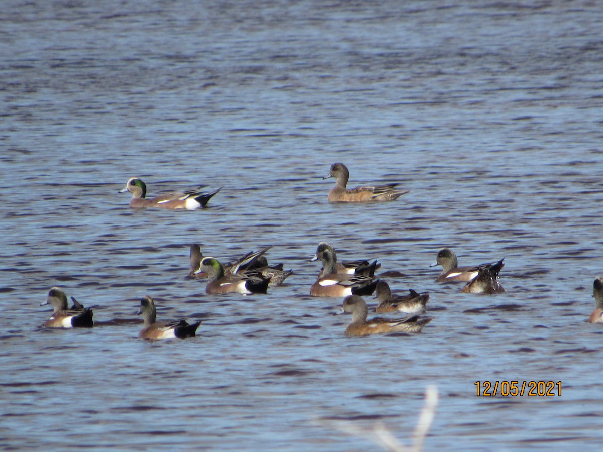 American Wigeon - ML393679341