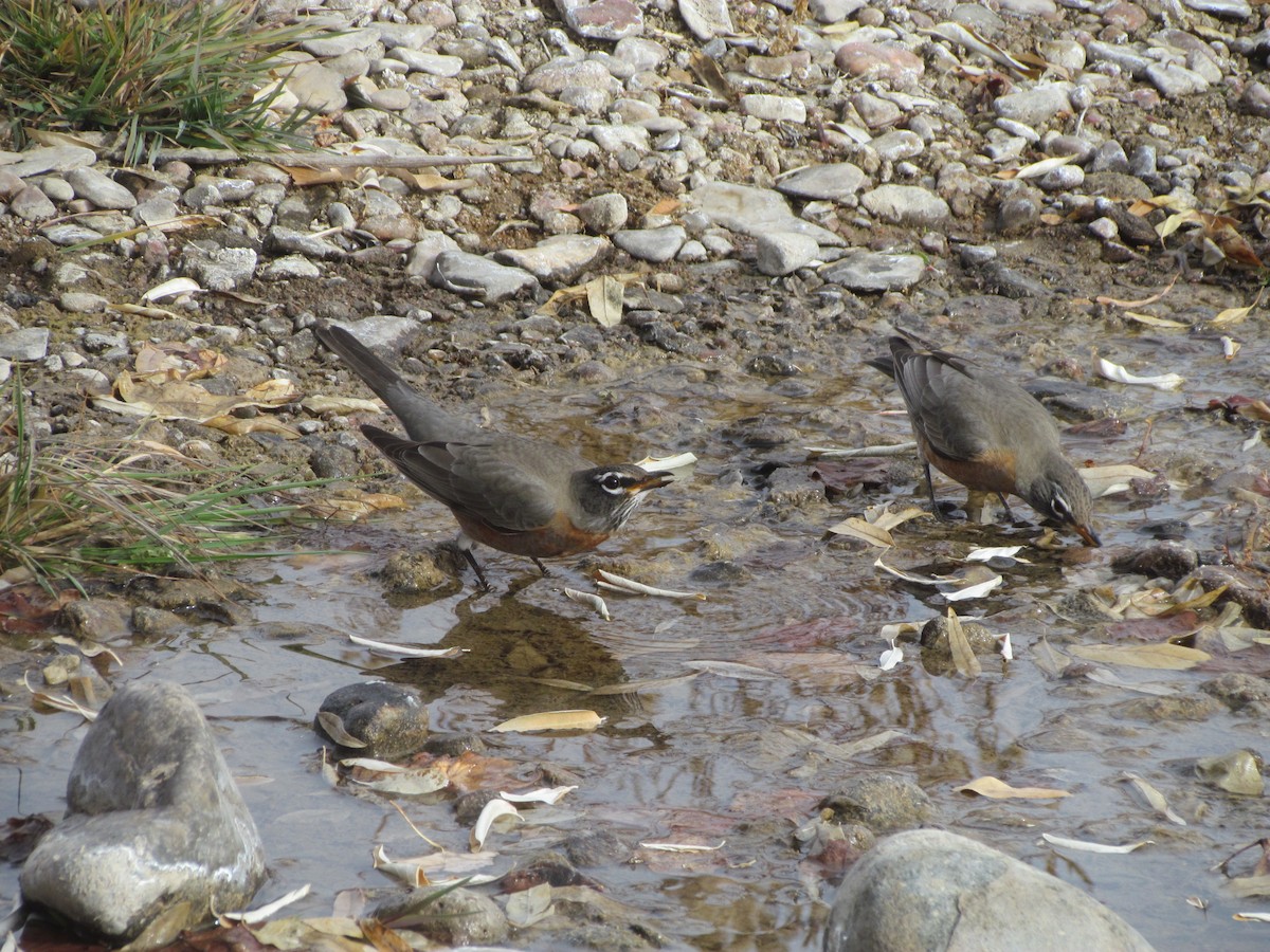 American Robin - ML393679661