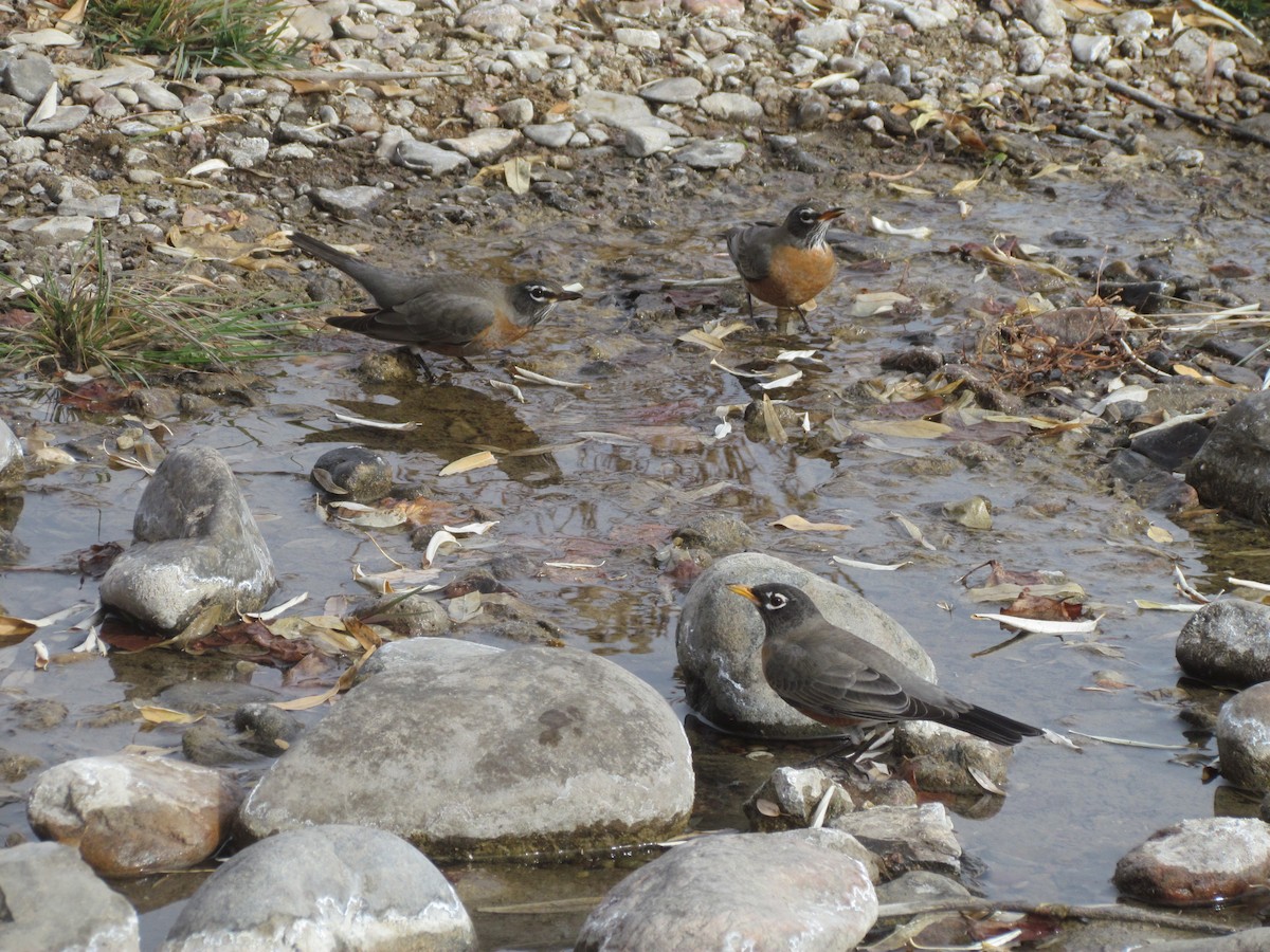 American Robin - ML393679731