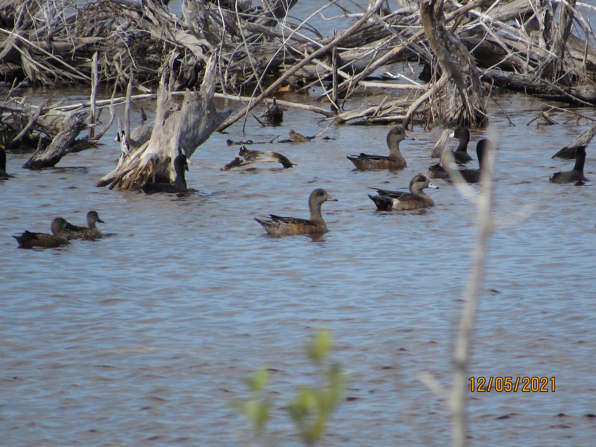 Blue-winged Teal - ML393680641